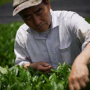 藤迫茶園