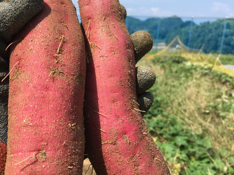 ホクホク食感【糸島産】紅はるか3kg
