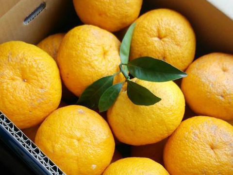 湯河原の恵みを受けて育った「甘夏」5kg箱入り