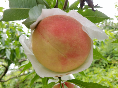 【8月末まで!!】無農薬栽培の「美味しい桃」 / 和歌山県産 / 大箱 (約11〜13個 / 約4kg)