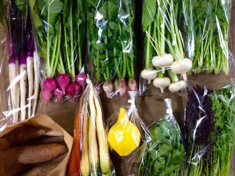 【無農薬】採れたての旬の野菜*大(7-10品目)
