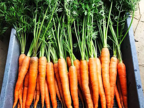 【福岡県糸島産】朝獲れ*無農薬野菜セット(7品前後)