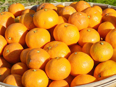自然栽培(無農薬・無施肥) 金の蜜柑15kg 熊本産