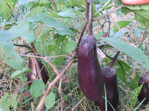 【自然栽培】旬のお野菜セット〜約7種〜
