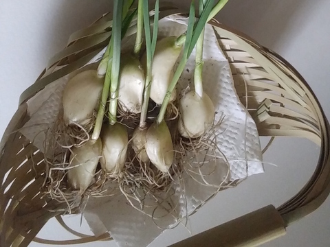 発芽ニンニク(20個)