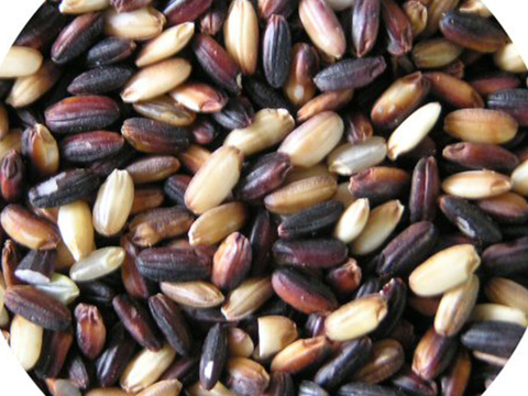 【ご予約受付中】アントシア二ンが豊富な農薬不使用黒米*1kg