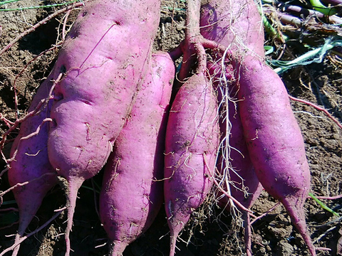 紫いも(パープルスイートロード) 3kg