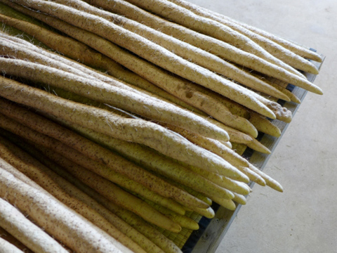 自然薯 (じねんじょ) 約750g (大)