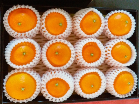ゼリーのような新食感「愛媛マドンナ」3kg