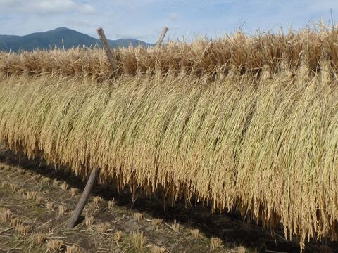 【29年産】八ヶ岳 山のカエル米 (玄米) 2kg