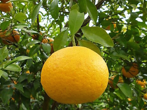 【樹なり完熟】ご自宅用*甘夏みかん(5kg)